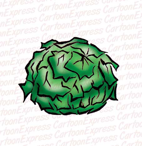 lettuce
